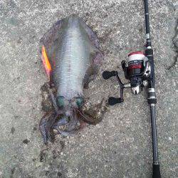 和深港　早朝エギングでアオリイカ☆