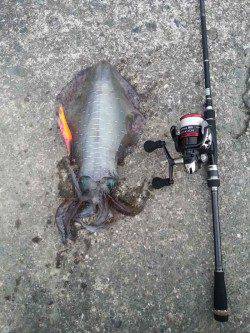 和深港　早朝エギングでアオリイカ☆