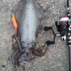 和深港　早朝エギングでアオリイカ☆