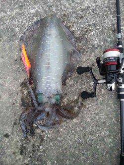 和深港　早朝エギングでアオリイカ☆