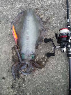 和深港　早朝エギングでアオリイカ☆