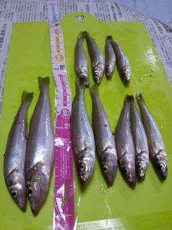 網干浜北東面　SLエアーシンカーでキス11匹　最大サイズは19cm