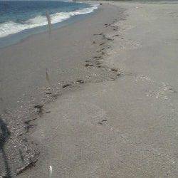 吹上浜、キスの数釣り楽しめました♪