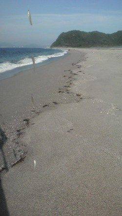 吹上浜、キスの数釣り楽しめました♪