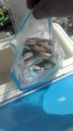 吹上浜、キスの数釣り楽しめました♪