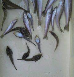 岸和田一文字　キス〜22cmの釣果も