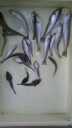 岸和田一文字　キス〜22cmの釣果も