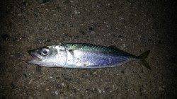 岩屋　メバリングへ3人で釣行　メバル7匹をはじめ五目釣り達成☆