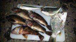 岩屋　メバリングへ3人で釣行　メバル7匹をはじめ五目釣り達成☆