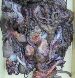 渡船を利用してタコ釣り　連日好釣