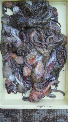 渡船を利用してタコ釣り　連日好釣