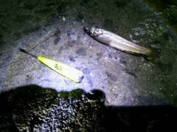 汐見埠頭　21時半からの夜釣りでキス4匹　…