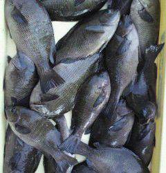 沖一文字北　グレとサンバソウの好釣果