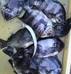 沖一文字北　グレとサンバソウの好釣果