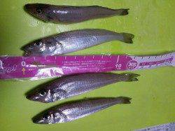 汐見埠頭　21時半からの夜釣りでキス4匹　エアーシンカー使用