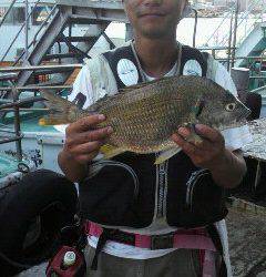 沖一文字スリット、落とし込みで45cmのキビレGET！