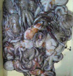 沖一文字スリット今日もタコ大漁♪