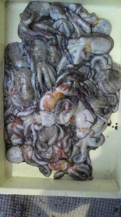 沖一文字スリット今日もタコ大漁♪