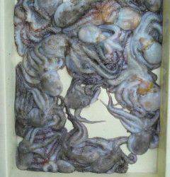 沖一文字スリット今日もタコ大漁♪