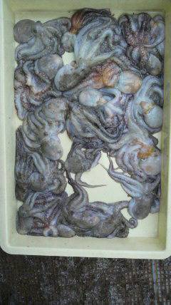 沖一文字スリット今日もタコ大漁♪