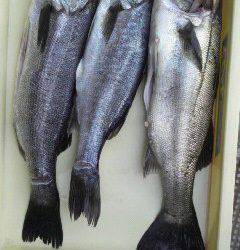 沖一文字白灯、ルアーで55cmまでのハネ3本