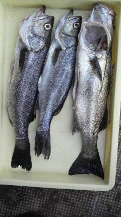 沖一文字白灯、ルアーで55cmまでのハネ3本