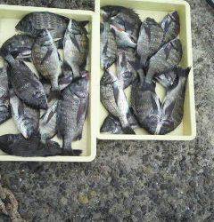 紀州釣りでチヌの数釣り♪ 24匹釣れました！