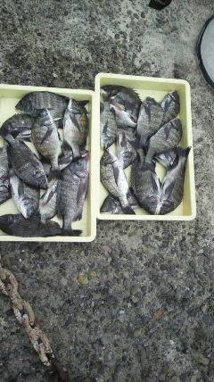 紀州釣りでチヌの数釣り♪ 24匹釣れました！