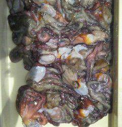 岸和田一文字　タコの好調持続☆