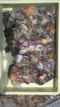 岸和田一文字　タコの好調持続☆