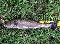 久々子　ルアーでシーバス64cm　ブラックバス45cmの姿も