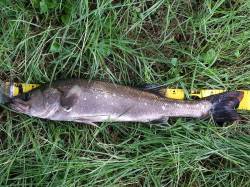 久々子　ルアーでシーバス64cm　ブラック…