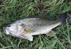 久々子　ルアーでシーバス64cm　ブラックバス45cmの姿も