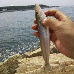 網干浜北東面　投げ釣りでキス〜20cm10匹