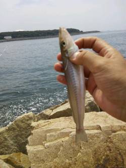 網干浜北東面　投げ釣りでキス〜20cm10…
