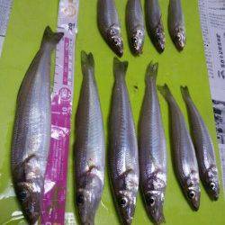 網干浜北東面　投げ釣りでキス〜20cm10匹