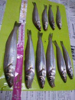 網干浜北東面　投げ釣りでキス〜20cm10匹