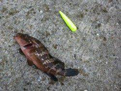 青岸の波止でちょい投げ　初めてアコウが釣れました♪