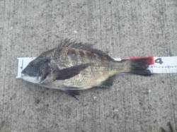 汐見埠頭昼過ぎからの紀州釣りでチヌＧＥＴ！…