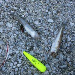 夕方１９時から貝塚人工島水路でちょい投げ釣果