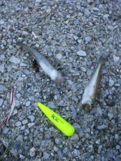 夕方１９時から貝塚人工島水路でちょい投げ釣果