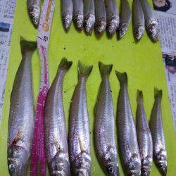 夕方１９時から貝塚人工島水路でちょい投げ釣果