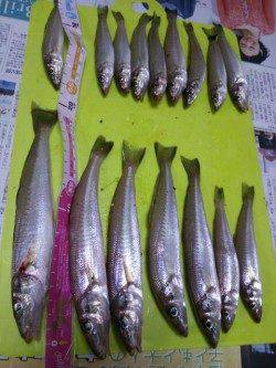 夕方１９時から貝塚人工島水路でちょい投げ釣果