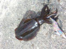 深日港でエギング、今年待望のアオリイカ♪