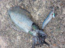 深日港でエギング、今年待望のアオリイカ♪