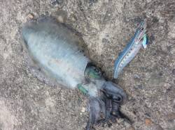 深日港でエギング、今年待望のアオリイカ♪