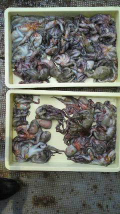 今、タコを釣るなら岸和田へＧＯ！