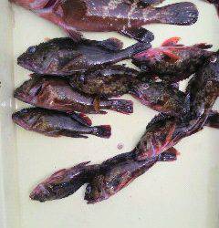 沖一文字スリット、タコ好調！アコウやガシラも♪