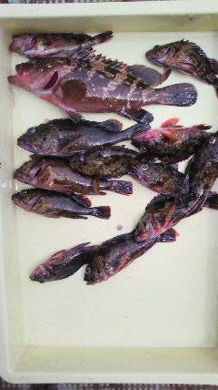 沖一文字スリット、タコ好調！アコウやガシラも♪