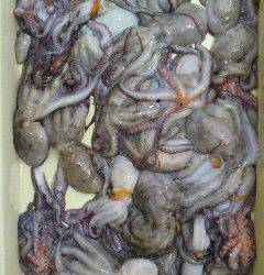 沖一文字スリット、タコ好調！アコウやガシラも♪